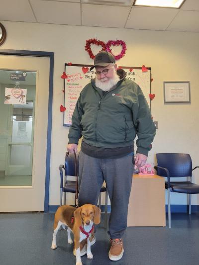 Lily Bean the beagle standing beside her adopter